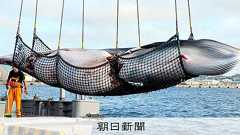 国際捕鯨委員会「破産の恐れ」 3年前に日本脱退、本部建物の売却も:朝日新聞