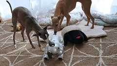 「お尻をクンクン」――本物の犬が「aibo」のおしりを嗅ぐ理由