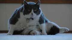 On Off and Beyond: ハリウッド映画予告編の男:Don LaFontaine