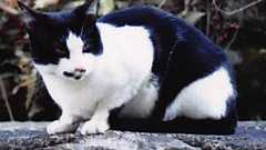 「レイプ神話」での性的動機 (4) ブラウンミラー先生の支配欲説と反論