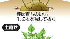 ジャガイモ食中毒、9割が学校菜園 「栽培法の周知を」:朝日新聞デジタル
