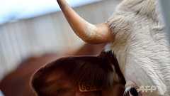 牛の角切りはダメ? スイスで国民投票、注目の結果は… 写真1枚 国際ニュース:AFPBB News