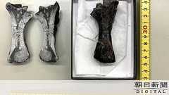 お墨付きの翼竜化石、スッポンの骨だった きっかけは鍋:朝日新聞