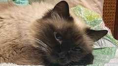 【猫日記】猫のエリザベスカラーで注意が必要な事 : やーこばなし Powered by ライブドアブログ