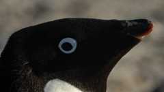 ɐʍɐʞıɥsı ıɥsoɹıɥ on Twitter: "Covid-19重症化の遺伝的危険因子が見つかる。ネアンデルタール由来で、東アジア人はほとんどが持たない。ーー今日発表のネイチャー論文 https://t.co/B02ojhMUko"