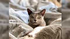 人気で即完売した『猫feel』が届いた方による猫かどうかの感想→猫さん(本物)が奪っていた「柔らかですべすべ」