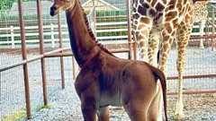 これは珍しい!アメリカの動物園で模様のないキリンが誕生 | カラパイア