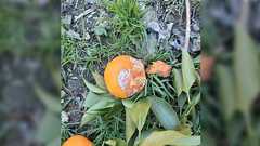 畑にいたずらするピーターラビットに同情していたが大人になり家庭菜園を始めると考え方が変わった「すべてのウサギは肉のパイにならなければならない」→体験談が集まる