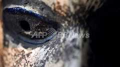 1億円以上の価値も、アフリカの仮面の「真偽」をどうやって見分ける?