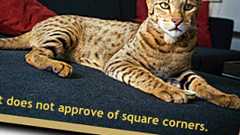 IE6〜IE8をCSS3に対応させるスクリプト「Kick-ass CSS3 Support in IE6, 7, and 8」