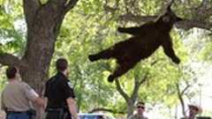 木から落ちるクマの画像がシュールすぎると話題に : 痛いニュース(ノ∀`)