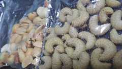 フェモラータオオモモブトハムシの味を侮っていました