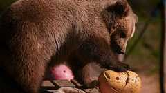 コソボの山村でもヒグマ問題、だんだん厚かましくなり支援要請