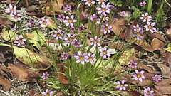 この花なんだ【ニワゼキショウ/オオニワゼキショウ】(すわ) | ++ Updating details & Diary ++