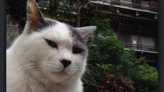 第22回 SnapSeedで学ぶ、iPhone写真レタッチの基本