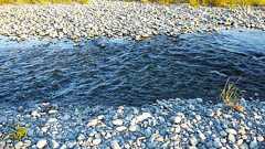 それじゃ魚は増えない…川で取ったオイカワ、数十メートル先に放流 広瀬川漁協に県が初の「増殖命令」 鉄道役員らを長時間批判でも混乱