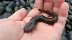 イカを握った手を砂利浜に突っ込んでミミズハゼを捕りたい