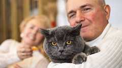 8000匹の猫を調べた研究で「最も長生きする品種」が明らかに