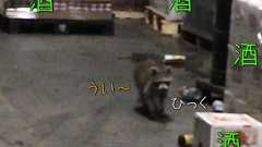 アライグマがお酒の倉庫で一晩過ごした結果…どうやら飲み過ぎたようだ(動画) : らばQ
