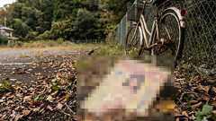 昭和時代、なぜエロ本は「山」「駐車場」に捨てられたのか?――少年の足が支えた非公式流通、移動経済から分析する | Merkmal(メルクマール)