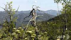 欧州最大級「再野生化」実験、森を手入れせず放任するとどうなる? 仏