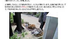 【遠隔】 片山容疑者はずっと週に一度江ノ島を訪れ猫の世話をしており、写真付きで動物福祉協会が記事にしていた - 痛いニュース(ノ∀`) : ライブドアブログ