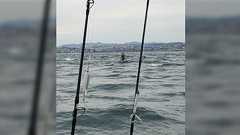 「通報案件?」「生きて戻れたの?」激流で有名な明石海峡をフロート付き自転車で渡ろうとする猛者が目撃される