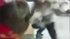 【動画】 熊に触るなと言う警告を無視して撫でた女性タレント 豹変した熊に豪快に投げられる : 痛いニュース(ノ∀`)