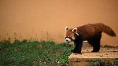 Firefox、メモリ、キャッシュ、SSD、RAMディスク