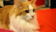 ねこと画像処理 part 3 – Deep Learningで猫の品種識別 – Rest Term