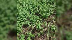 あの恐ろしい植物、『ミント』を母が枯らしてしまったという衝撃の報告を聞いた「ウチの庭にも来て!!」