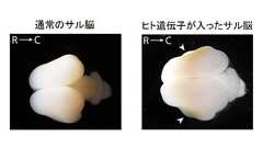ヒトの脳を進化させた「知恵の実」遺伝子が、サルの脳を巨大化させると判明 - ナゾロジー