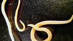 シベリアの永久凍土の中で4万年も凍りついていた虫が息を吹き返す