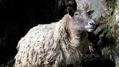 「世界一孤独な羊」、崖のふもとから救出される 英スコットランド海岸