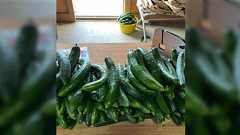 正直、農業をなめてた…「作って売れば金になるなら、やれそう」そう思って始めたが、そもそも“作る”こと自体がめちゃくちゃ難しかった「農家の方に感謝」