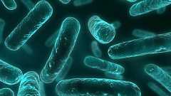 中国で見つかった最強の抗生物質コリスチンに耐性を持つ細菌がついに他国にも飛び火 - GIGAZINE