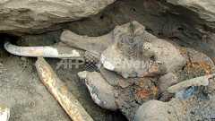 ロシア北部の11歳少年、「世紀のマンモス」を発見