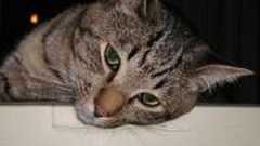 愛しさと切なさと糸井重里 | phoque's voice