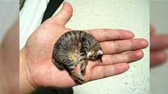 「世界最小猫はコラ画像」の記事に細かすぎるツッコミを入れてみた