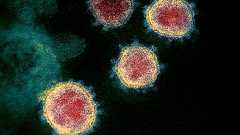 日本人のコロナ重症者・死亡者が少ない「ファクターX」、理研が一部解明にネット騒然「はたらく細胞!!かよ」 - まぐまぐニュース!