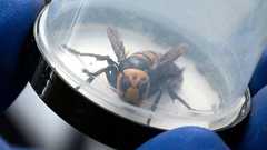 アメリカ農務省がオオスズメバチを根絶したことを発表