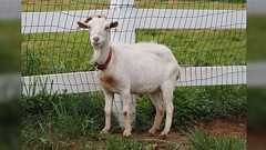 5ポンド払うと『Zoom会議にヤギが参加』してくれるサービスがジョークだったのにめっちゃ人気に→日本でも需要あるよ~!「動物園の方、いかが?」