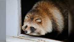 タヌキは泳ぎも走りも狩りも木登りも穴掘りも下手、鈍臭いうえに警戒心もないのになぜ生き残れたのか分からない...→さまざまな意見や体験談が集まる