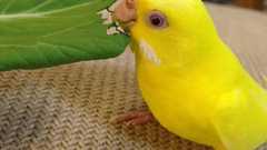 インコが大好きな野菜と危険な野菜