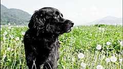 イヌがネコよりも優秀だと思う10個の理由