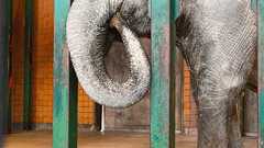 ゾウの「はな子」死ぬ 69歳 井の頭自然文化園:朝日新聞デジタル