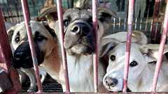 北朝鮮「犬は散歩する相手ではなく、食べるもの」犬肉食禁止法を制定した韓国との違い:朝日新聞GLOBE+