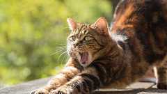 【不調に悩む発達障害者へ】定期的エクササイズのすすめ