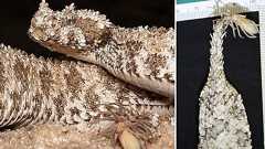 「どうみてもクモにしか見えない尻尾」で獲物を誘うヘビ - ナゾロジー