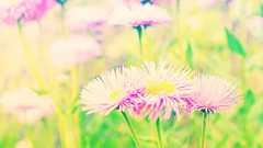 きみの宝物をただ見よ 津村記久子|好書好日